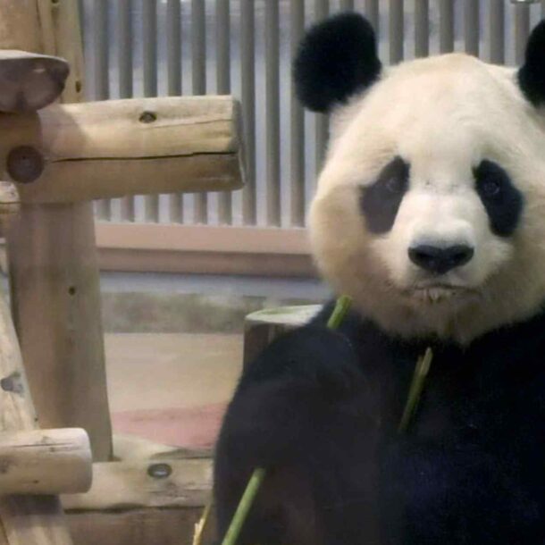 panda-diplomacy-softens-sharp-edge-of-china’s-foreign-policy