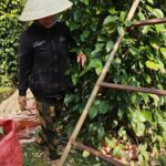 Vì sao giá hồ tiêu vẫn chưa bật tăng mạnh như kỳ vọng?