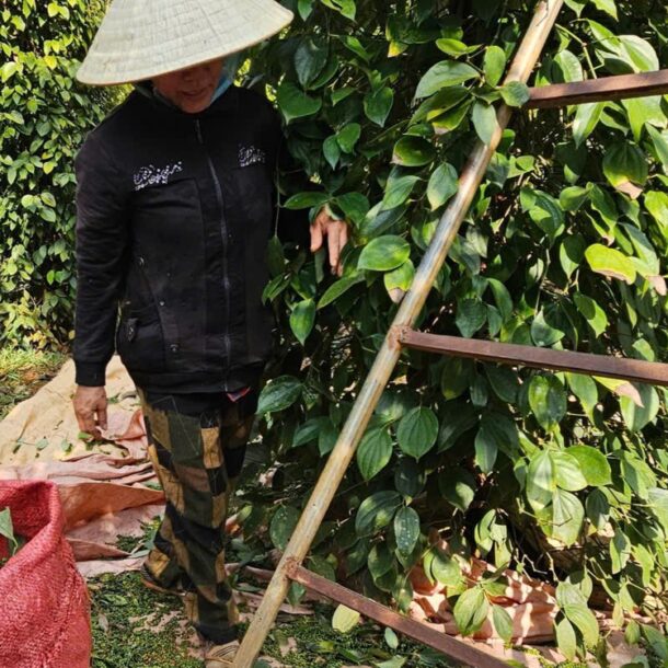 vi-sao-gia-ho-tieu-van-chua-bat-tang-manh-nhu-ky-vong?