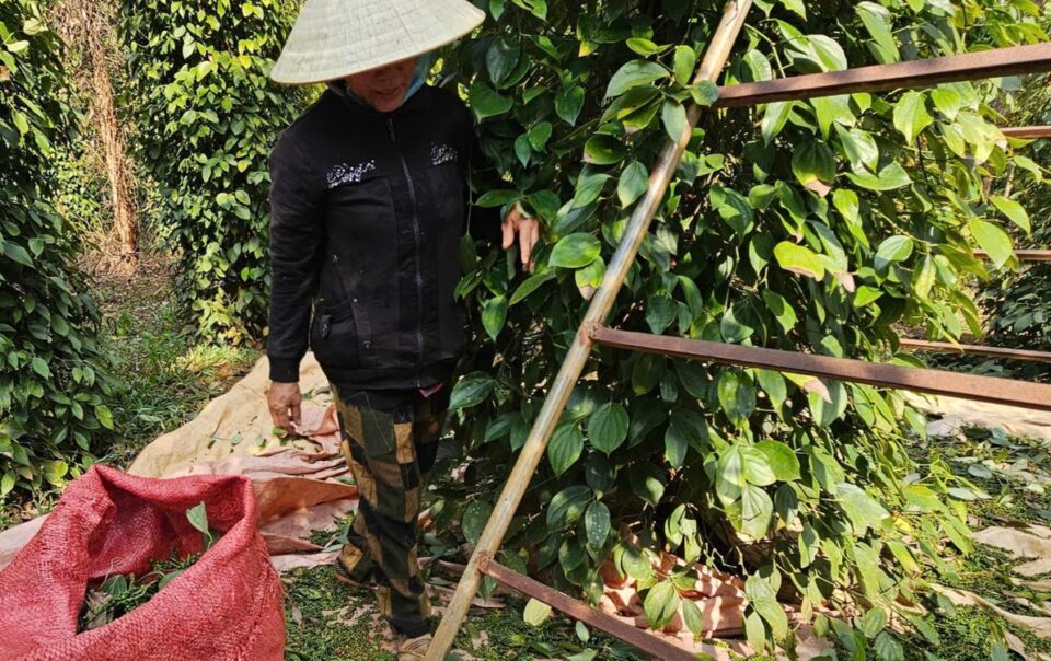 vi-sao-gia-ho-tieu-van-chua-bat-tang-manh-nhu-ky-vong?