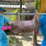 Tiêu hủy hơn 500 con heo ở Quảng Ngãi