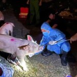 Người chăn nuôi cần làm gì để phòng, chống bệnh dịch tả heo châu Phi?