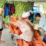 Nông dân trắng tay vì dịch tả heo châu Phi bùng phát