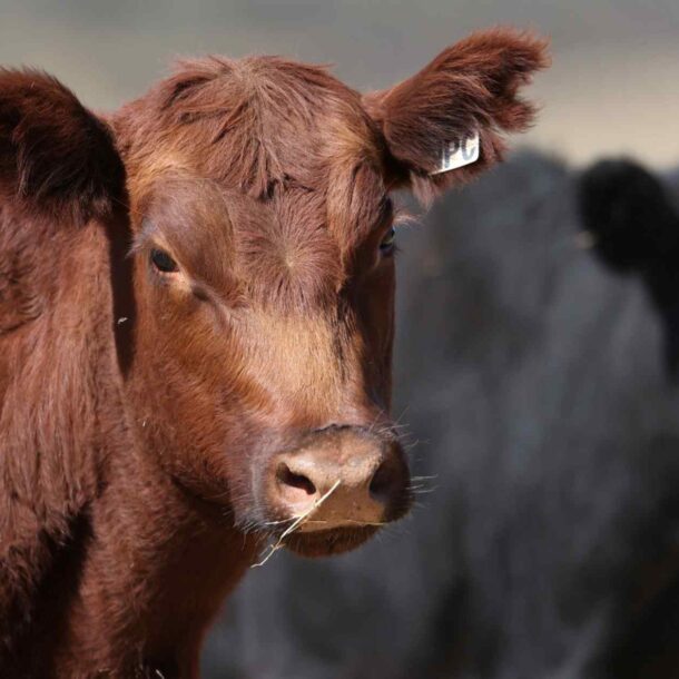 australia-lifts-biosecurity-restrictions-on-us-beef-imports