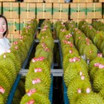 Sầu riêng Việt Nam xuất khẩu sẽ có tiêu chuẩn quốc gia nghiêm khắc