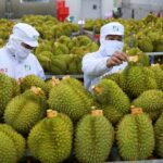 Sầu riêng Việt Nam được Trung Quốc đánh giá rất tốt sau chuyến kiểm tra thực tế