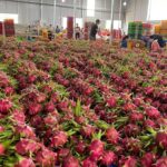 Vì sao địa phương gặp khó khi được phân quyền cấp giấy chứng nhận để thanh long, hồ tiêu... sang EU?