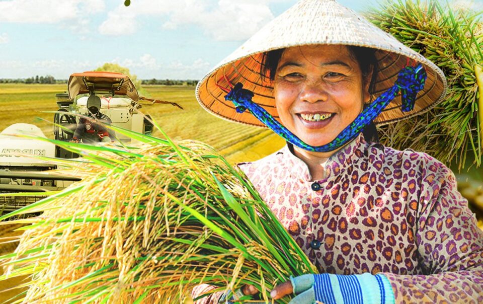 gia-gao-viet-nam-tang-manh-khi-philippines-cam-nhap-khau-gao-tu-ngay-1-9,-vi-sao?