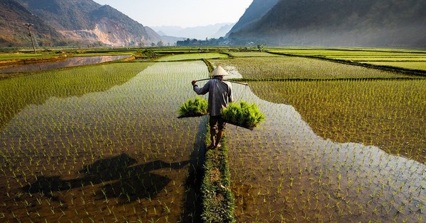 viet-nam-vuot-thai-lan,-tro-thanh-nha-xuat-khau-gao-lon-thu-2-the-gioi