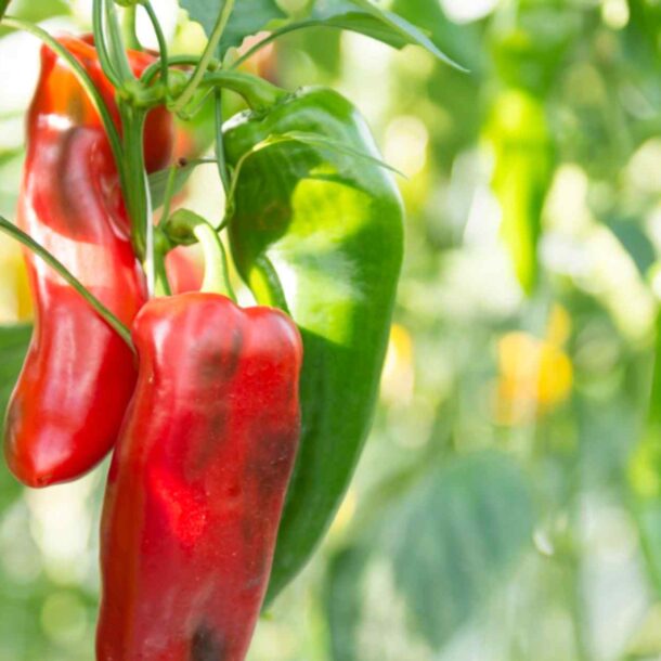 daiwa-securities-eyes-turning-pepper-farms-into-financial-products