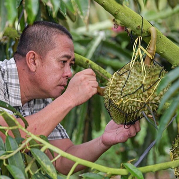 tu-trong-thanh-long-den-sau-rieng:-tham-vong-tu-chu-trai-cay-cua-trung-quoc