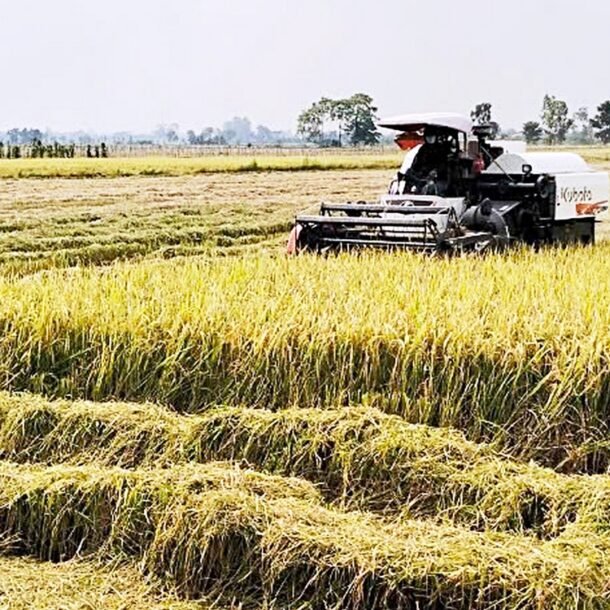 philippines-tam-dung-nhap-gao-viet:-mua-tam-tru-de-giu-gia-lua?