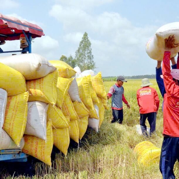 de-nghi-doanh-nghiep-mua-du-tru-lua-gao-khi-philippines-dung-nhap-khau-60-ngay