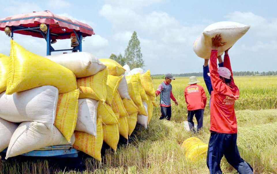de-nghi-doanh-nghiep-mua-du-tru-lua-gao-khi-philippines-dung-nhap-khau-60-ngay