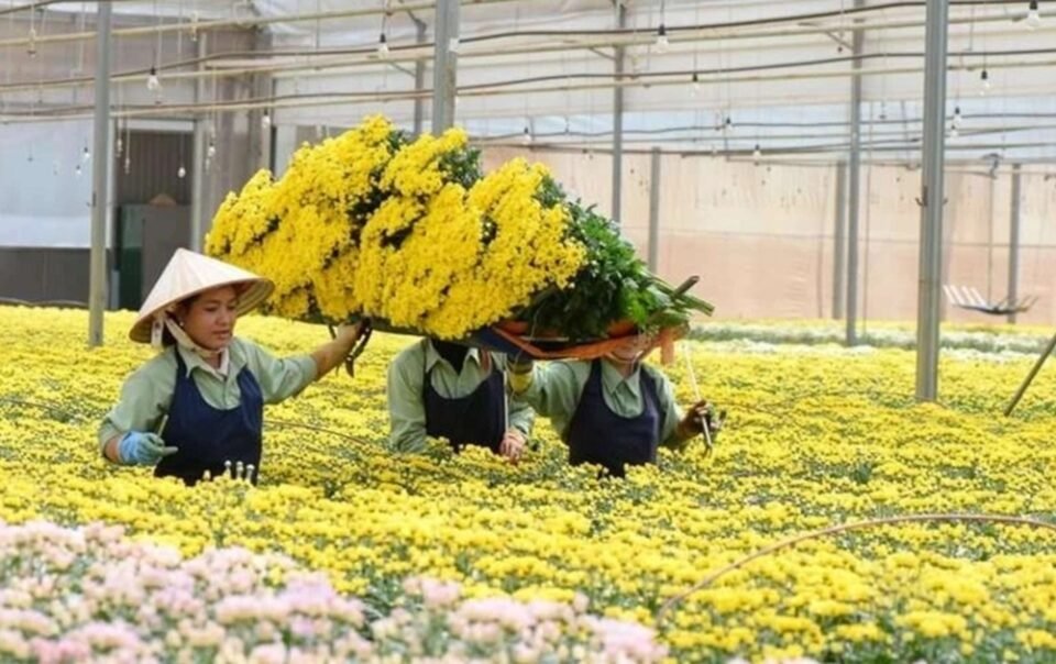 cong-ty-hoa-tai-da-lat-chi-hon-4.500-ty-dong-thau-tom-tap-doan-australia