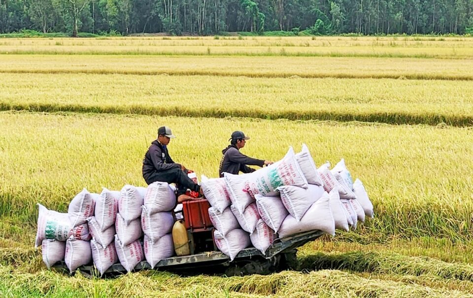 tich-cuc-tim-thi-truong-moi-cho-gao-xuat-khau