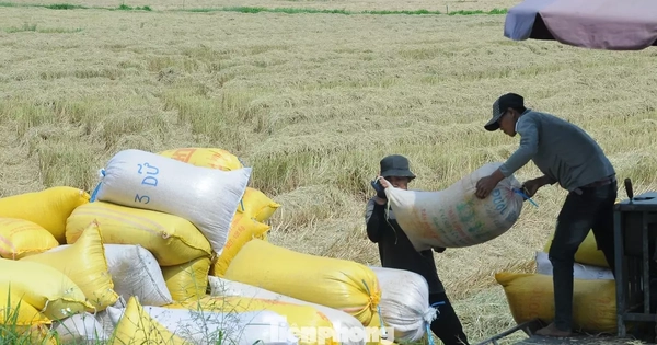 philippines-dung-nhap-khau,-bo-cong-thuong-de-nghi-doanh-nghiep-mua-lua-cho-dan