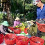 nong-dan-miet-thu-cuoi-tuoi-khi-tom-cang-xanh-trung-mua-duoc-gia