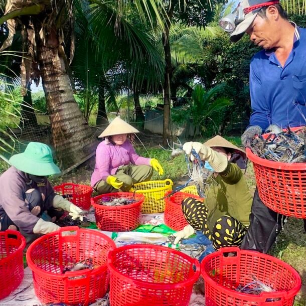 nong-dan-miet-thu-cuoi-tuoi-khi-tom-cang-xanh-trung-mua-duoc-gia