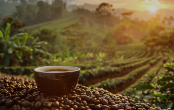 bao-cao-hang-hoa-quy-3/2025-(ky-2):-tin-hieu-phan-ky-xuat-hien