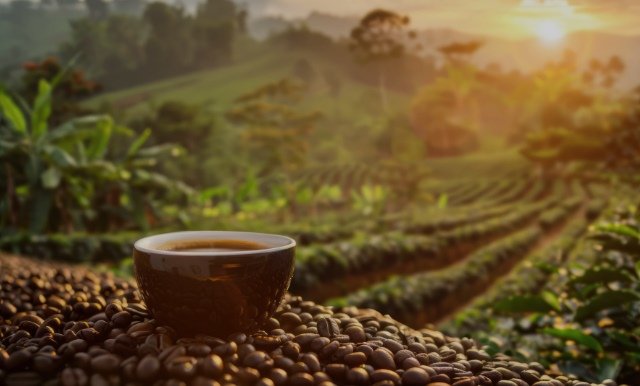 bao-cao-hang-hoa-quy-3/2025-(ky-2):-tin-hieu-phan-ky-xuat-hien