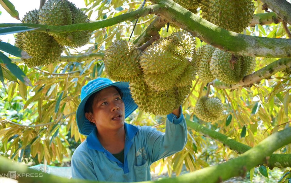 xuat-khau-nong-lam-thuy-san-vuot-52-ty-usd-sau-9-thang