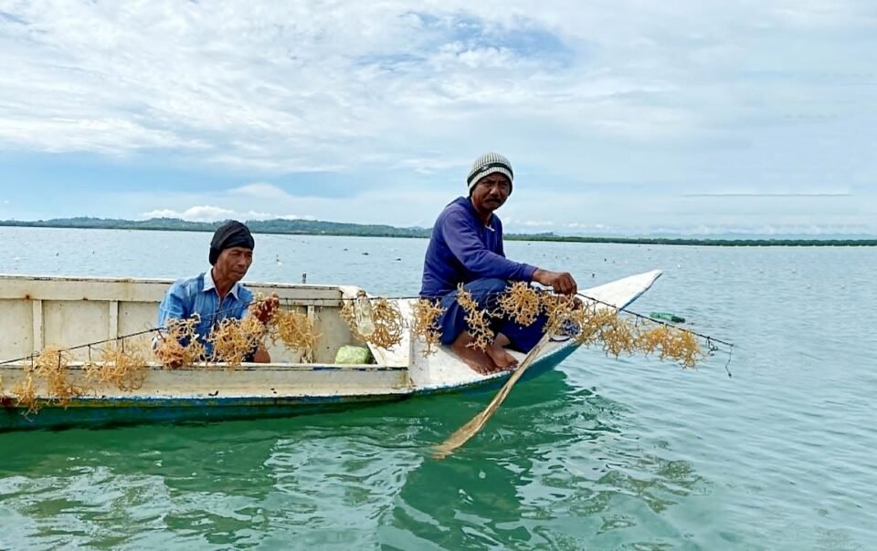 rong-bien-thanh-‘vang-xanh’-moi-cua-the-gioi
