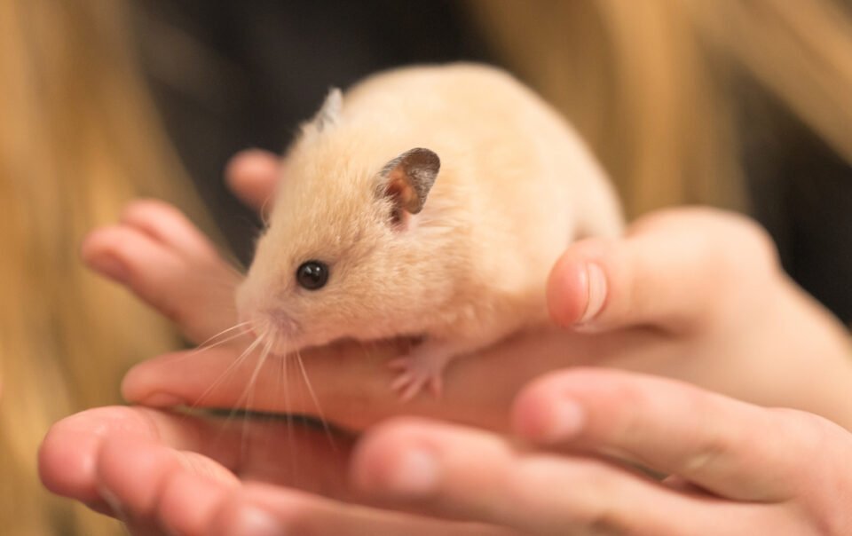 chuot-hamster-co-mang-virus-dai-khong?