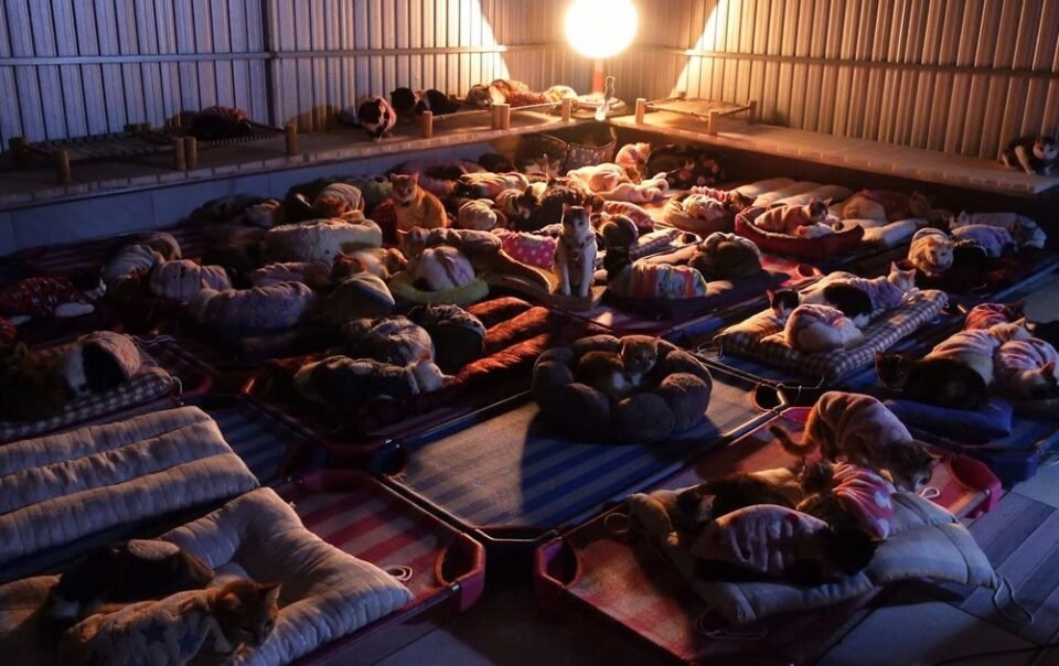 mo-tram-de-cho,-meo-co-nha-o