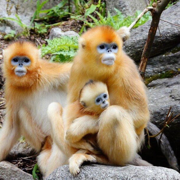 trung-quoc-tung-‘dai-su-long-vang’-noi-got-gau-truc