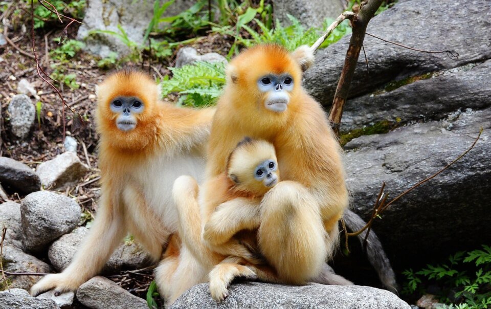 trung-quoc-tung-‘dai-su-long-vang’-noi-got-gau-truc