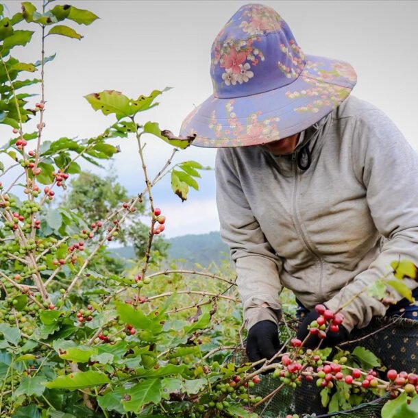 viet-nam-dang-dung-tren-‘mo-vang’-nong-san,-nhung-co-qua-nhieu-diem-nghen