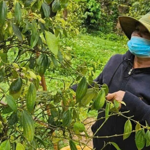 xuat-khau-ho-tieu-cua-viet-nam-du-bao-dat-1,5-ti-usd