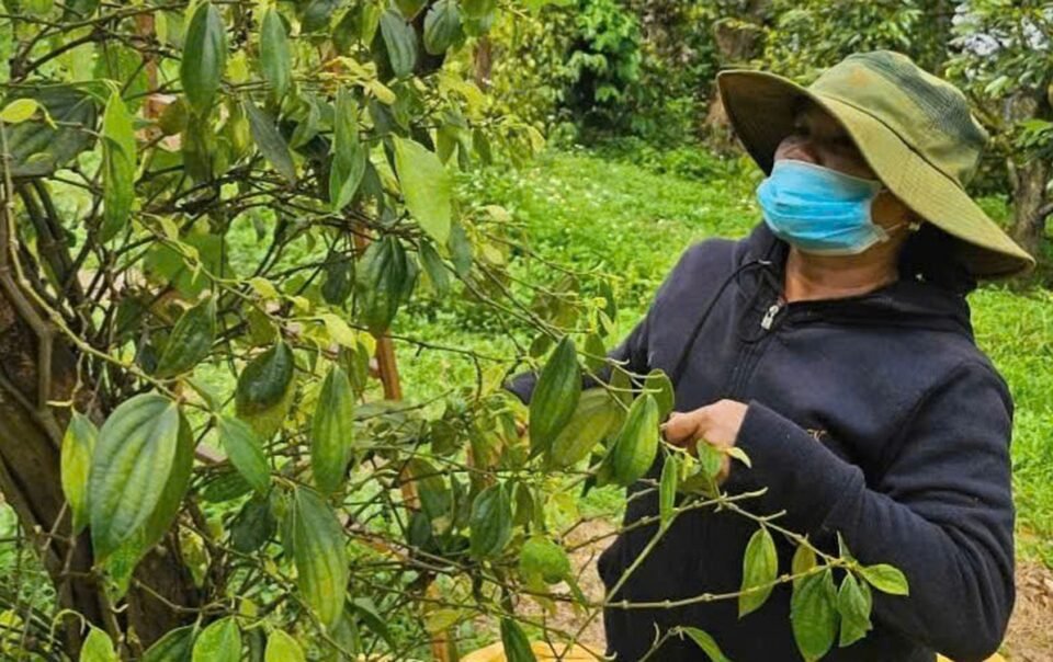 xuat-khau-ho-tieu-cua-viet-nam-du-bao-dat-1,5-ti-usd