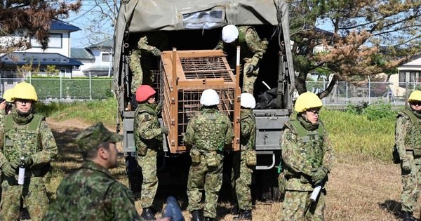 gau-tan-c&ocirc;ng-nguoi-li&ecirc;n-tuc,-nhat-ban-dieu-binh-l&iacute;nh-ho-tro-bat