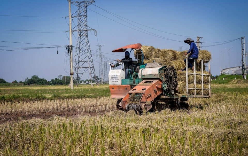 tu-rom-ra-thanh-‘vang’:-nong-dan-ninh-binh-kiem-tram-trieu-moi-mua-gat
