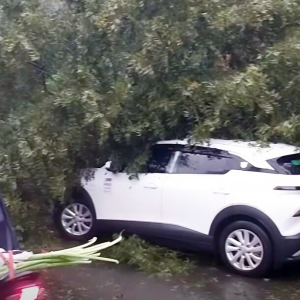 deo-mimosa-sat-lo,-cay-do-trung-o-to-5-cho