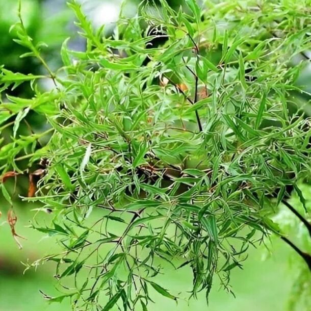 ban-co-biet-cong-dung-cua-mon-an-tu-la-dinh-lang,-thu-duoc-vi-nhu-‘nhan-sam’-cua-nguoi-ngheo