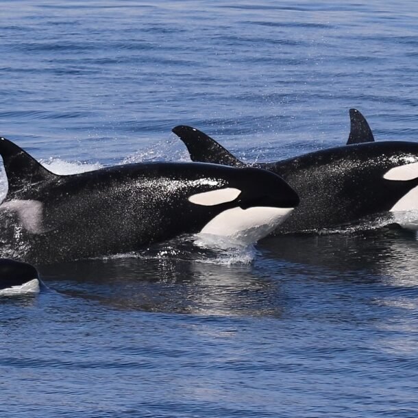 bitcoin-veterans-cashing-out-could-trigger-deeper-losses,-schiff-claims