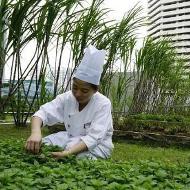 rau-xanh-tang-gia-ngay-mua-lu,-da-den-luc-nghi-toi-nong-nghiep-do-thi