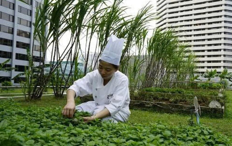 rau-xanh-tang-gia-ngay-mua-lu,-da-den-luc-nghi-toi-nong-nghiep-do-thi