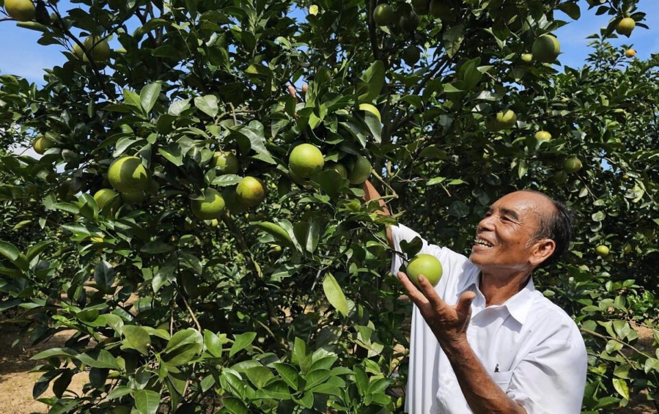tung-trang-tay-vi-'vang-trang',-lao-nong-thu-hon-2-ty-moi-nam-tu-trong-cam