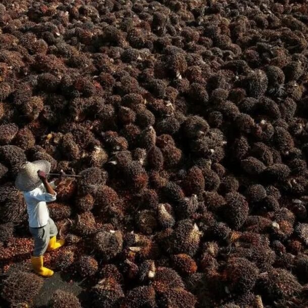 nhieu-tap-doan-dau-co-malaysia-bo-trong-co-de-‘nuoi’-ai