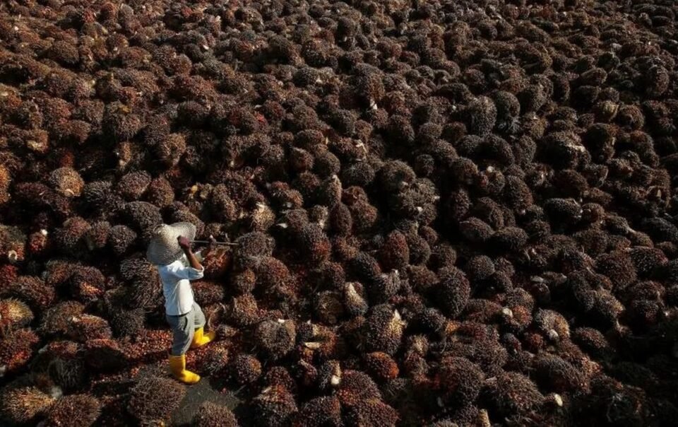 nhieu-tap-doan-dau-co-malaysia-bo-trong-co-de-‘nuoi’-ai