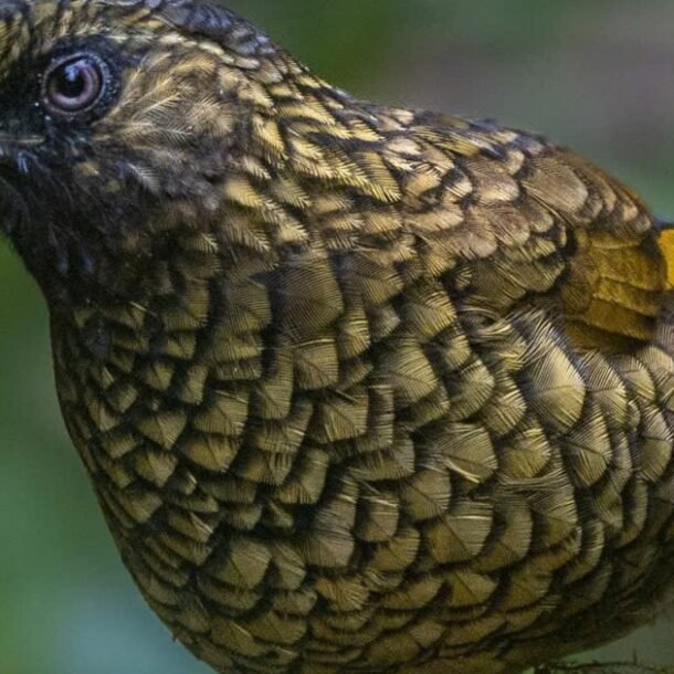 hanh-trinh-gian-nan-san-chim-quy-hiem-tren-dinh-fansipan