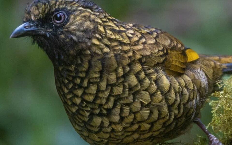 hanh-trinh-gian-nan-san-chim-quy-hiem-tren-dinh-fansipan