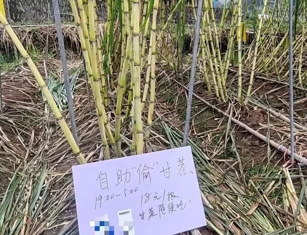 chi-tien-de-di-trom-mia-o-trung-quoc