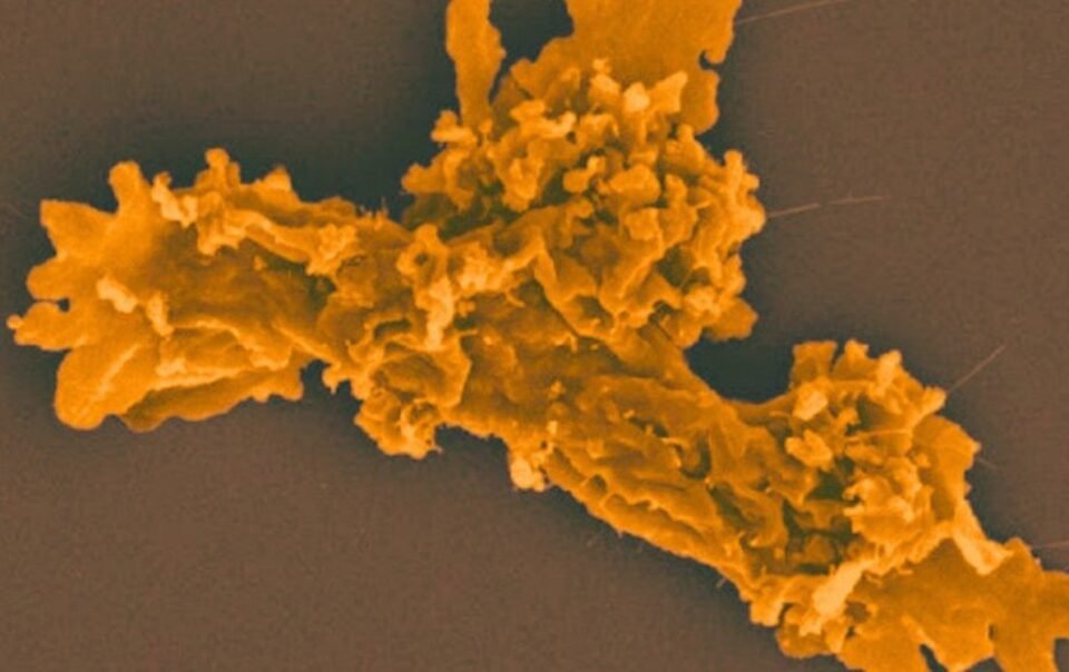 phat-hien-sinh-vat-moi-sinh-soi-o-nhiet-do-63°c