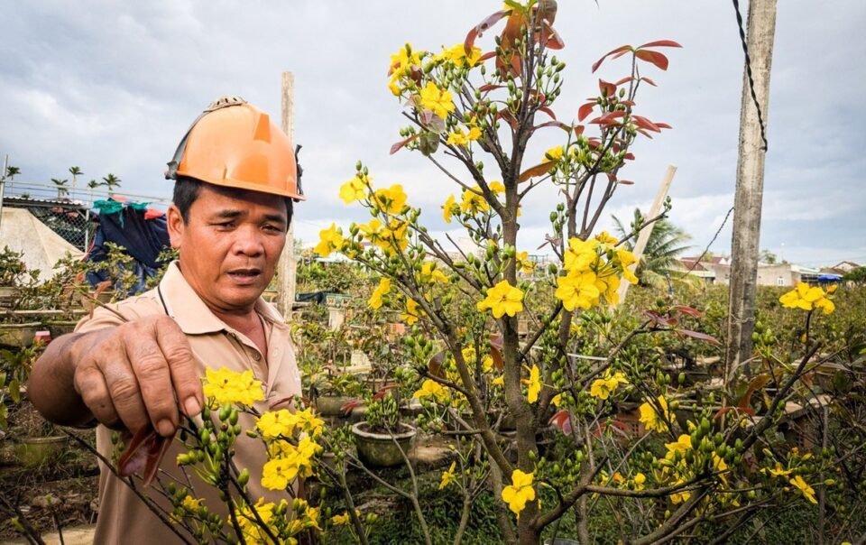 tan-hoang-nhung-‘thu-phu’-hoa-tet-o-mien-trung