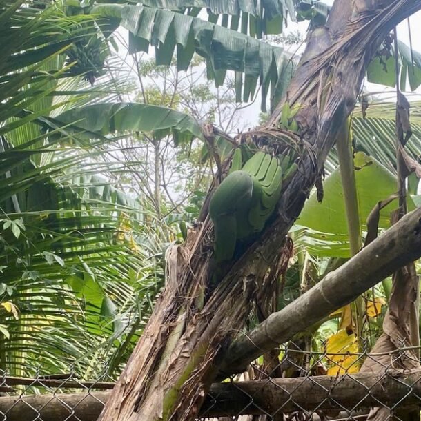 hiem-thay:-cay-chuoi-tro-buong-ngang-hong,-chu-vuon-hao-huc-cho-ngay-an-thu